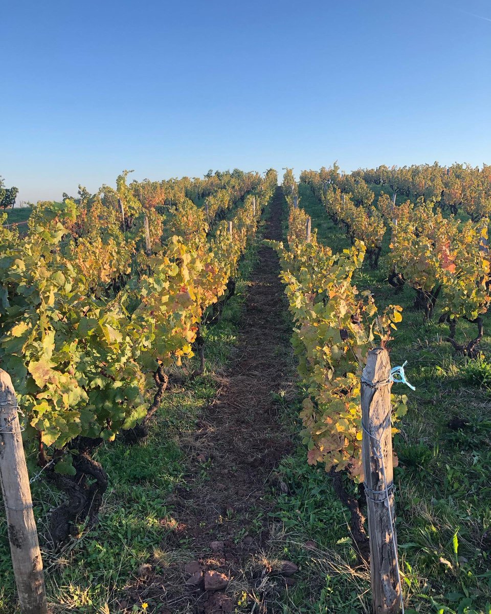 Bertrand011322's tweet image. Opposition lune-saturne 🌕🪐
Absence de vent, 22 degré. Bonnes conditions pour un p’tit 500 sur mon couvert végétal semé. Juste avant la pluie et la baisse des températures ☺️
.
.
.
#bio #biodynamie #beaujolais #blacé #gamay #biodiversité #bousedecorne #vignerons #vigneronne #vin