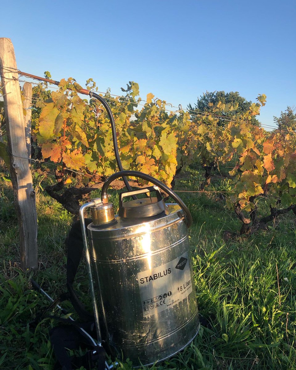 Bertrand011322's tweet image. Opposition lune-saturne 🌕🪐
Absence de vent, 22 degré. Bonnes conditions pour un p’tit 500 sur mon couvert végétal semé. Juste avant la pluie et la baisse des températures ☺️
.
.
.
#bio #biodynamie #beaujolais #blacé #gamay #biodiversité #bousedecorne #vignerons #vigneronne #vin