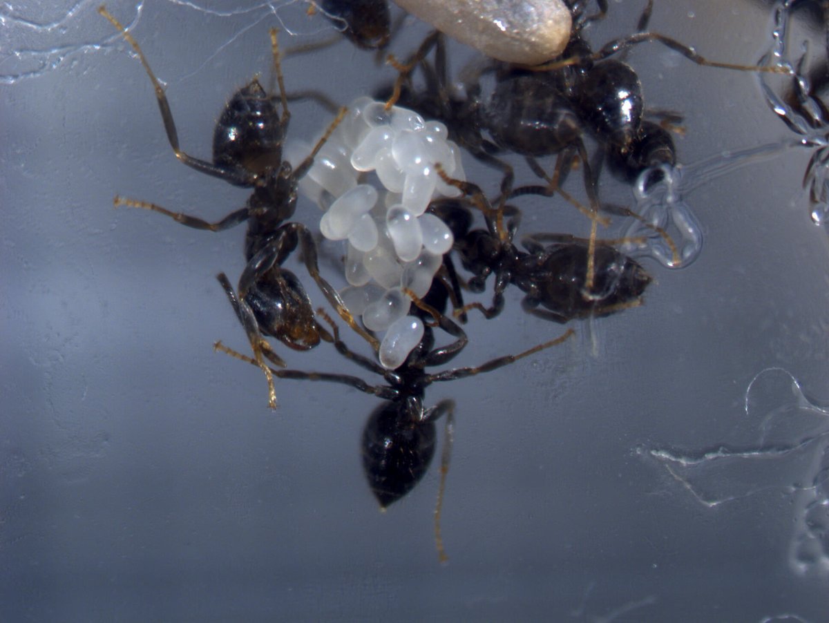 RatheryAlann's tweet photo. #Lasiusniger first workers of the colonies I have taking care of their potential younger siblings. 🐜🐜 https://t.co/n5haiMbesM