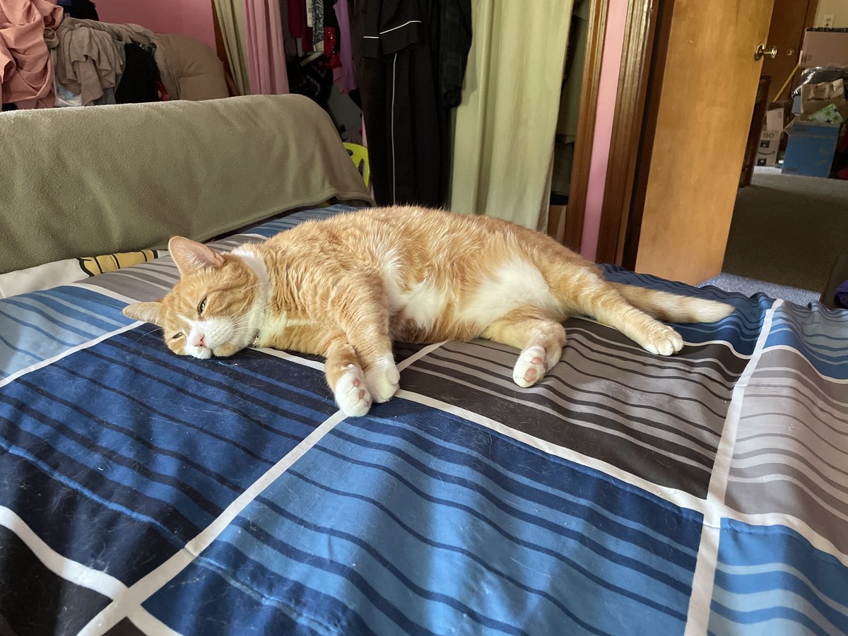 Chairman Meow Official 🐈 tweet media