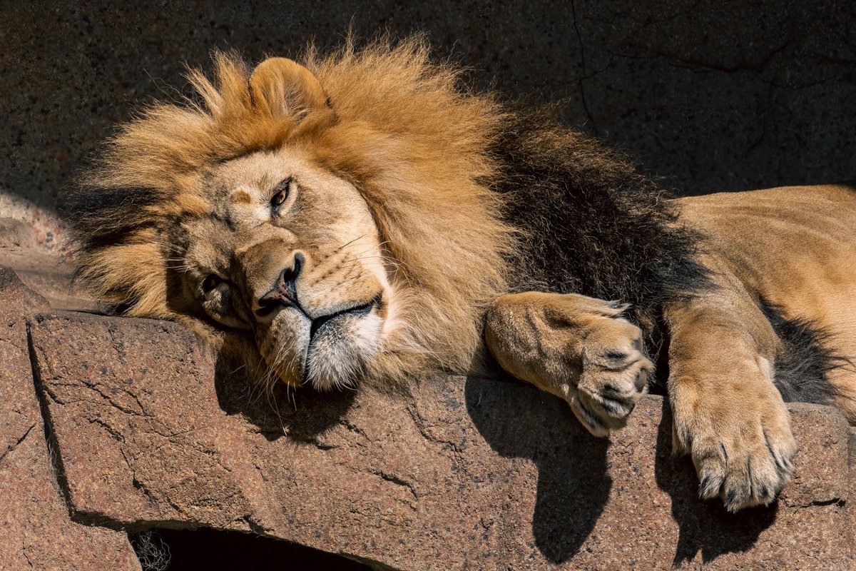 It's tough being the King. #Lions #LionKing #Nikon