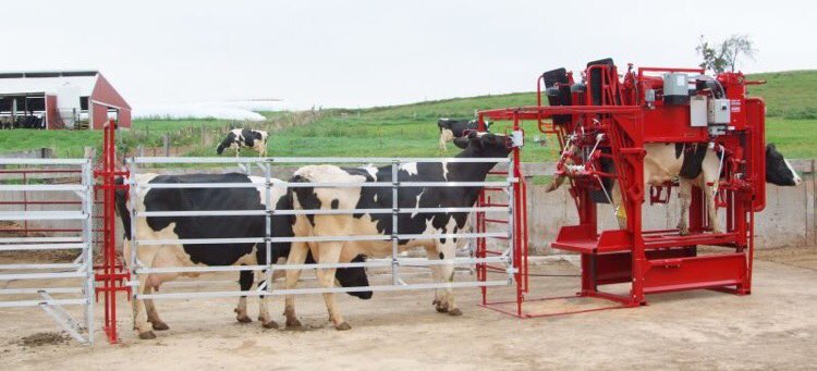 SaveCowsNetwork's tweet image. Our Comfort Chutes were designed with a gate system to make cow handling easy and help minimize cattle stress. Proper cattle handling has been the forefront of our equipment and facility designs for over 30 years! #SaveCowsNetwork #NoLamenessTolerance