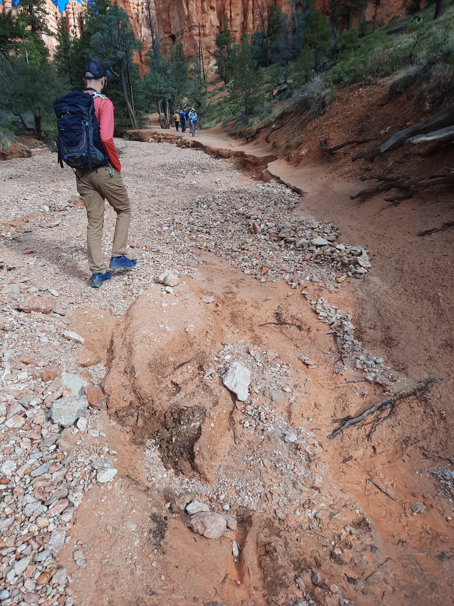 Hiker stands along trail in forested red rock canyon surveying debris flows and trail erosion after flooding event.