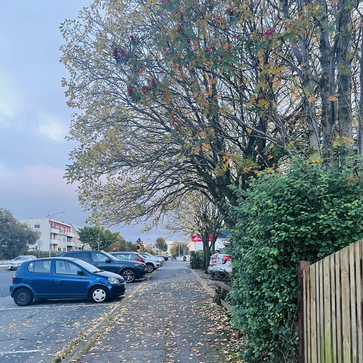 “This is my favorite time of year in Reykjavík” - me, every time a new season rolls around