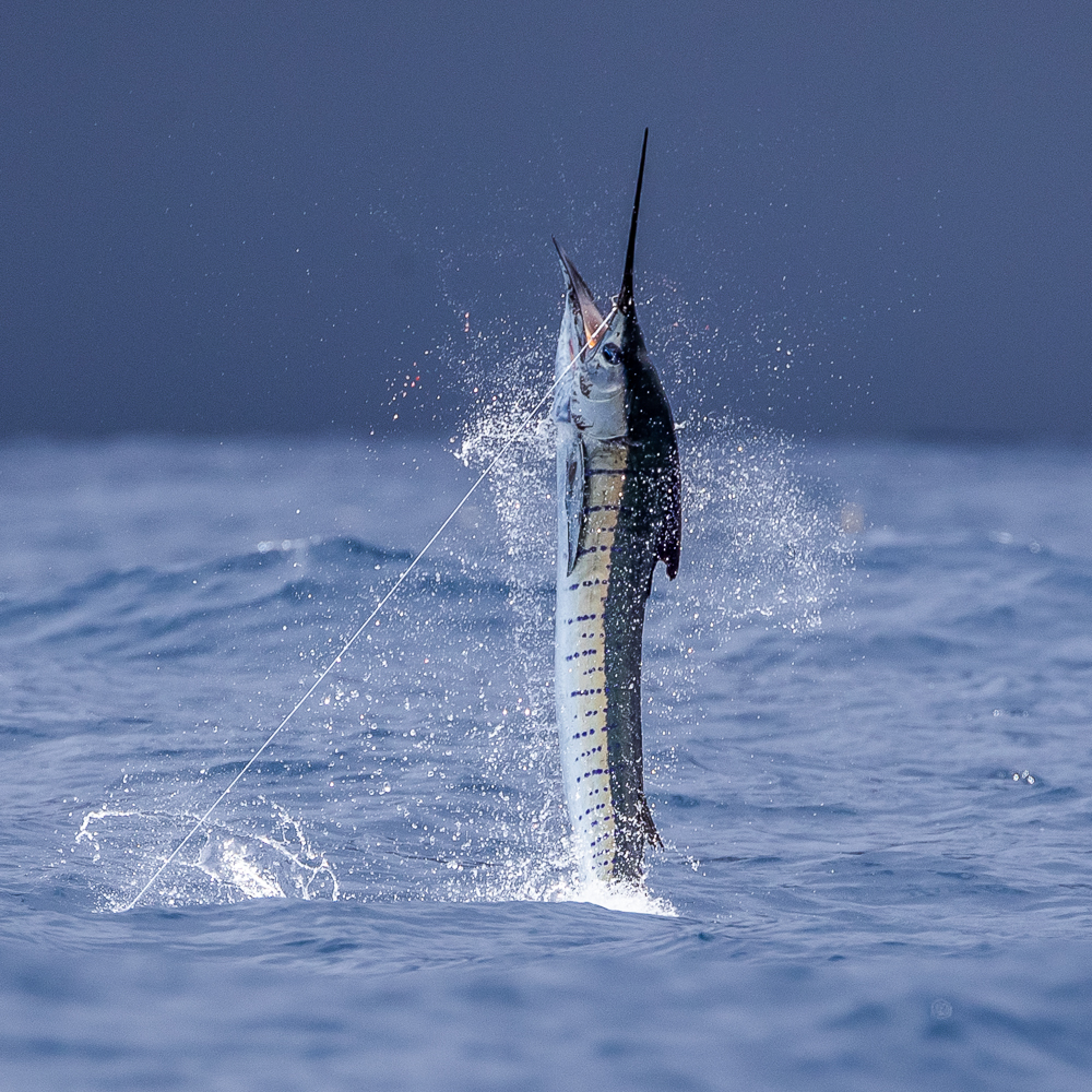 GuyHarveyOcean's tweet image. The team is gearing up for the last Guy Harvey Expedition of the year! Stay tuned for some exciting updates from @TropicStarLodge you can also track billfish that have been tagged on previous expeditions at GHRItracking.org.

📸: Hannes Ribner

#GHOF #GuyHarveyExpeditions