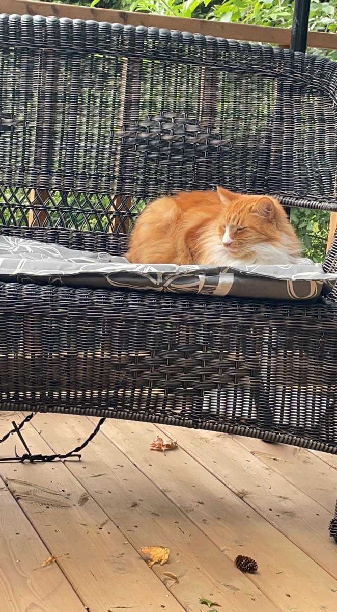 S_Miftari's tweet photo. Hello random cat; glad you found a comfy spot 🤣🤣 https://t.co/Zq3Ai3tVgO