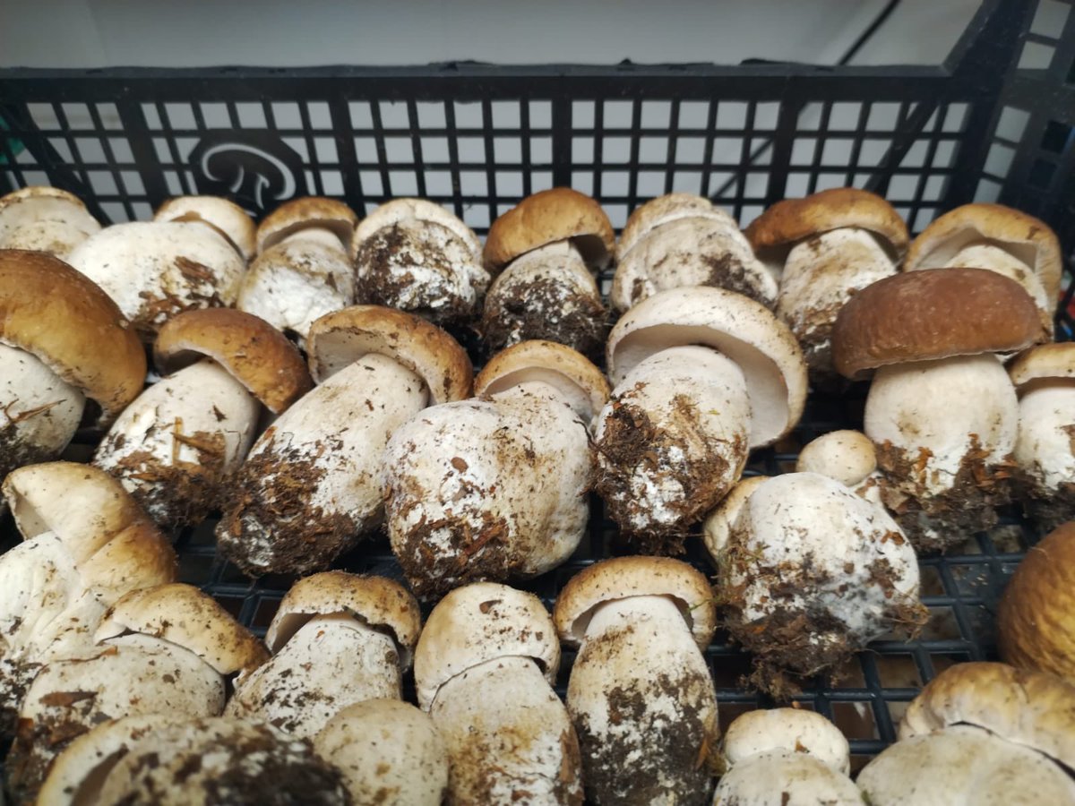 CastleDalhousie's tweet photo. Meet Nick.
๐ฐ Nick is one of our chefs at Dalhousie Castle & Aqueous Spa. Today he managed to forage 7 kilos of cepes ๐
#britishfoodfortnight #mushrooms #cepe #foraging #foragingscotland https://t.co/Az5aDZG61Z