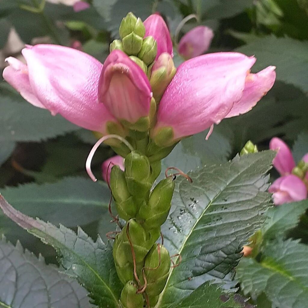 gardenmuses's tweet image. A shady character that blooms in autumn: Red Turtlehead or Chelone obliqua

#torontogardens #cheloneobliqua #turtlehead #chelone #fallblooms #perennials #shadegarden #lawrencepark instagr.am/p/Ci0h-naPcJE/