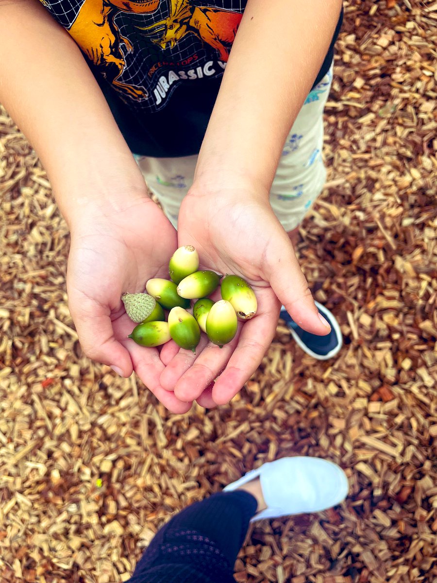MissSelahG's tweet photo. Our Owls are NUTS 🌰 about our new class books from @Scholastic. The kids love finding acorns at recess, as we’ve been reading the life cycle of an oak tree.🌳🌱 Today we surprised them with their very own “Little Acorn” book by Melanie Joyce. https://t.co/EouOIsBuiS