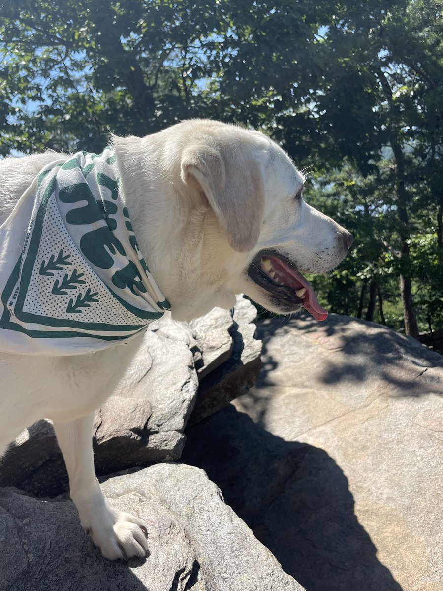emjustgoes's tweet photo. This bandanna used to be around my labradors neck when she would hike with me. Now that I’m in southern Bavaria, I wear it around mine so a part of her is still with me. @REI #OptOutside https://t.co/5Ua6p3oNRs