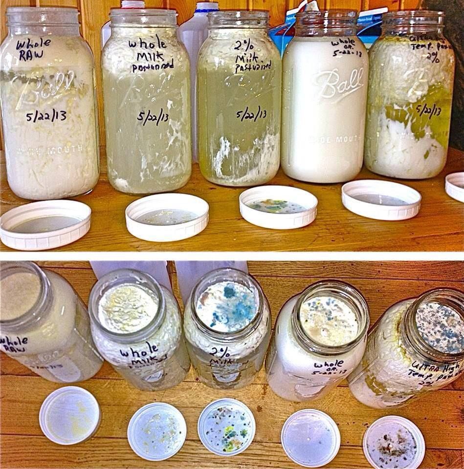 JoshRainerGold's tweet photo. RAW MILK VS PASTEURIZED MILK MOLDING EXPERIMENT

“Milks all left out at room temp and left to mold. Raw milk (far left) does not grow mold, but makes a beautiful yogurt-like milk. Pasteurized milks (ranging from ultra to simply lightly pasteurized). Dead milk vs probiotic milk.” https://t.co/ReSzq8xnxT