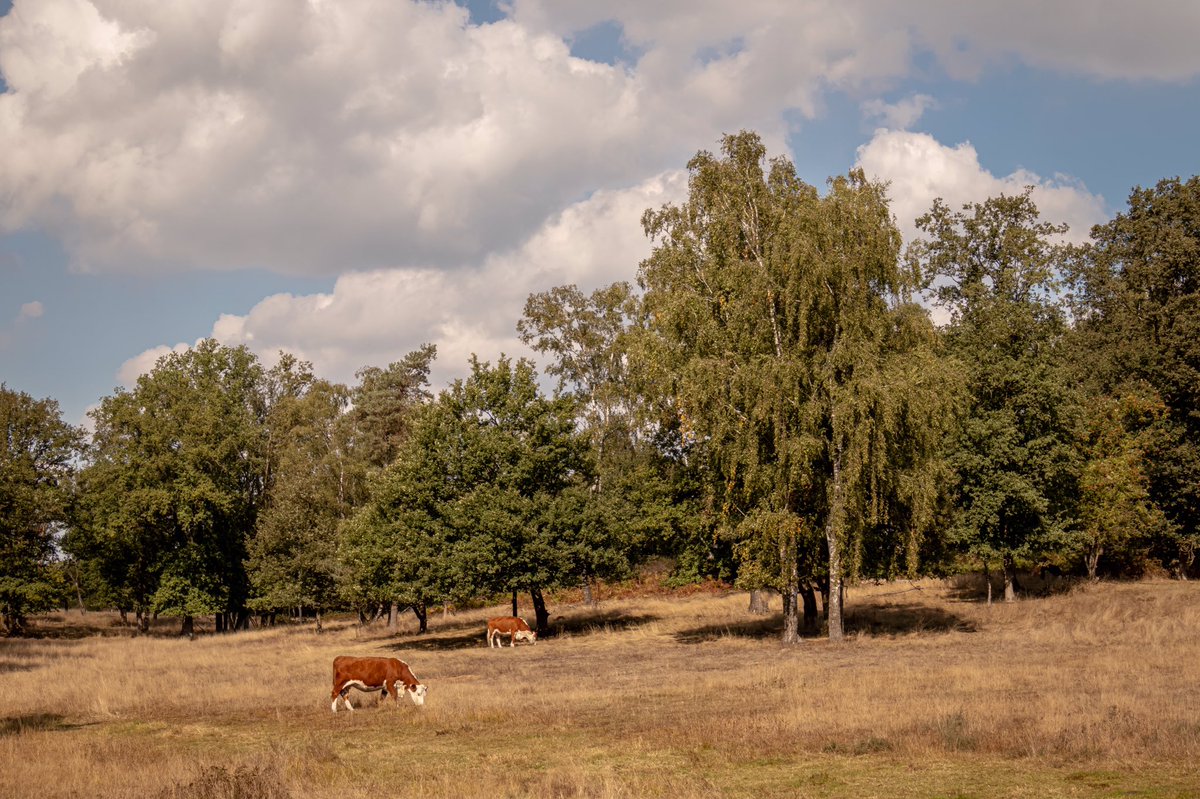 AnnySpoolder's tweet photo. Prachtige dag vandaag, op pad met vriendin, wandeling rond #HoeveSpringendal in #Hezingen #bekiekTwente #wandelnetwerktwente #natuur #volgdenatuur #visittubbergen https://t.co/CkmxaGyRIk