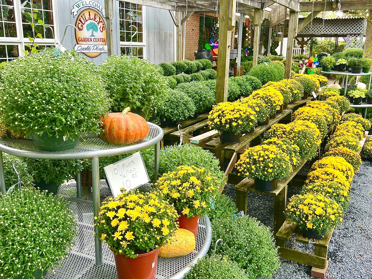 Gulley's Garden Center🌳🎃🌼
Photo By: Joseph Hill🙂📸

#GulleysGardenCenter🌳🎃🌼 #plantnursery #gardencenter #garden #plants #Flowers #pumpkin #Autumn #autumnvibes #SouthernPinesNC #September