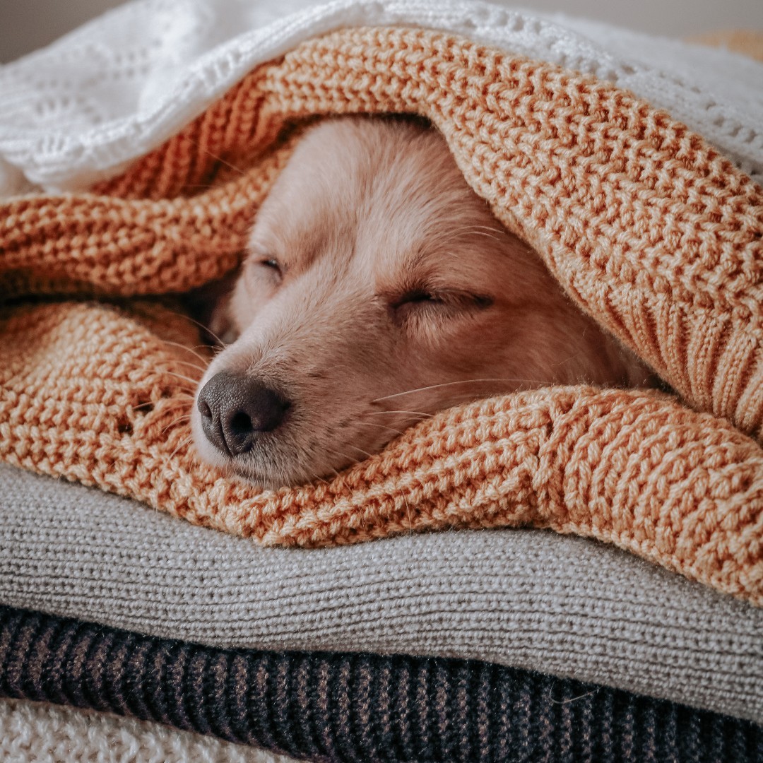 SidebySidePet's tweet photo. It's sweater weather and we've already got on our coats 🐶

Here are some tips to keep our pups' coats silky smooth:
- Include a protein nutrient diet
- Turn to natural supplements rich with Omegas
- Pamper your pup weekly! https://t.co/ZTA7ey5y3p