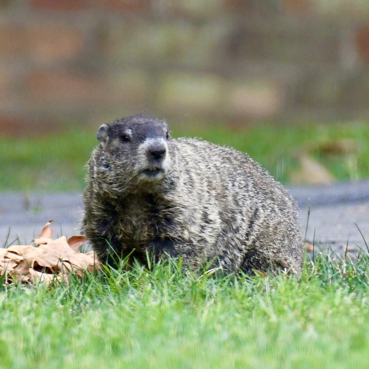 dyerobservers's tweet photo. Meet Chuck Wood, our groundhog 🙂
📷 Dr. Billy Teets
#drbillyteets #dyerobservatory #brentwoodtn #groundhog #woodchuck #tennesseewildlife #vandygram https://t.co/R47Nx7aGkL
