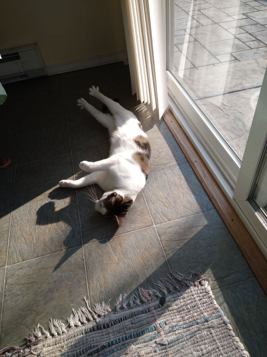CueTKatz2's tweet photo. Happy Thursday! De-meown-stration of the ways to fully embrace a sunbeam and have a great stretch! 😊❤️#catsoftwitter #catsofinstagramandtwitter #libracat https://t.co/q8wnOvAK2i