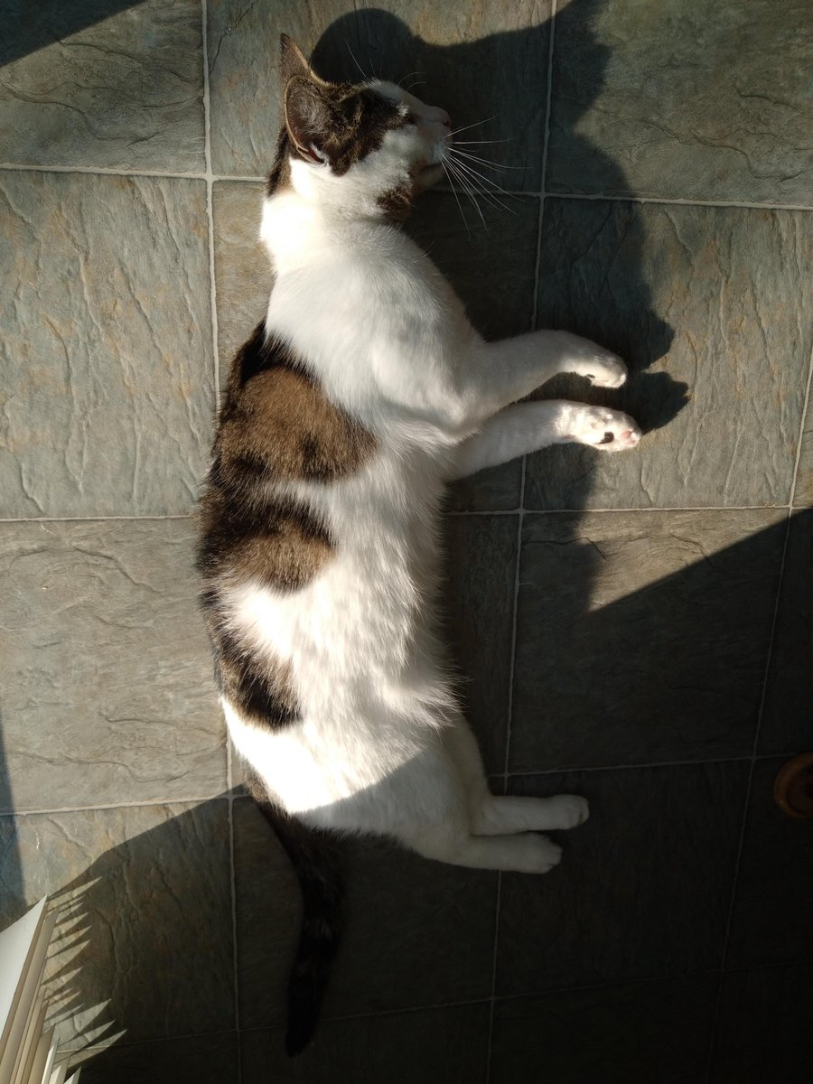 CueTKatz2's tweet photo. Happy Thursday! De-meown-stration of the ways to fully embrace a sunbeam and have a great stretch! 😊❤️#catsoftwitter #catsofinstagramandtwitter #libracat https://t.co/q8wnOvAK2i