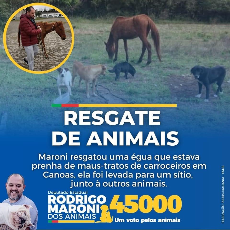 RodrigoMaroni1's tweet photo. POR ISSO VOU ACABAR COM AS CARROÇAS NO RIO GRANDE DO SUL. ✅

Essa eguinha prenha conseguimos salvar de maus-tratos em Canoas, resgatamos ela e conseguimos encaminhamos para um sítio junto à outros animais. Um dos poucos casos, de resgate de cavalo que conseguimos resgatar. https://t.co/3jG2tReaSC
