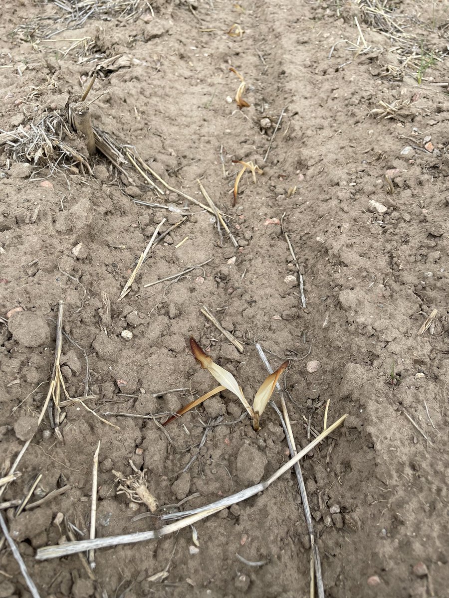 DustinSchmer's tweet photo. Replanted on June 3rd after the late season freeze killed the first attempt at 🌽- DKC 42-05 came through and delivered 💪@DKAS_HP #Bayer4NE https://t.co/jXWsgQw9TD