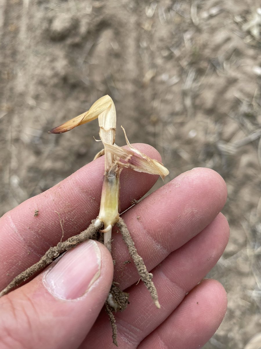 DustinSchmer's tweet photo. Replanted on June 3rd after the late season freeze killed the first attempt at 🌽- DKC 42-05 came through and delivered 💪@DKAS_HP #Bayer4NE https://t.co/jXWsgQw9TD