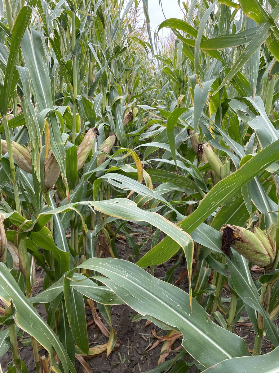 DustinSchmer's tweet photo. Replanted on June 3rd after the late season freeze killed the first attempt at 🌽- DKC 42-05 came through and delivered 💪@DKAS_HP #Bayer4NE https://t.co/jXWsgQw9TD