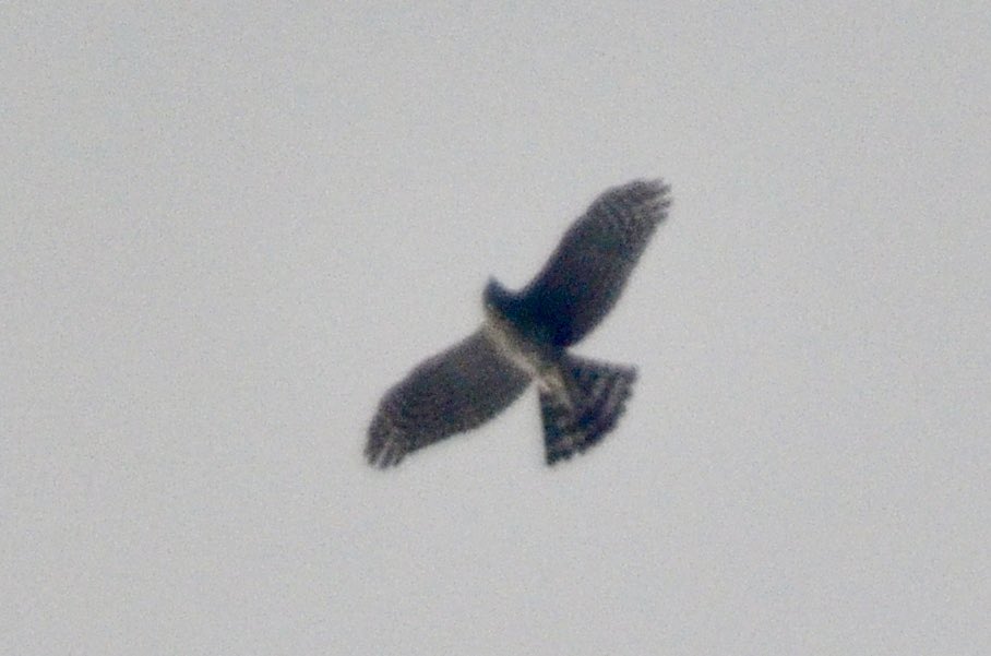 koolshark2's tweet photo. @LinnaeanNY #hawk watch: on Tuesday we saw #raptors on their #fallmigration journey including #baldeagle,#broadwingedhawk (those little specks of black in the sky), #sharpshinnedhawk, & even our resident #redtailedhawk. #birding #nyc #raptor #eagle #hawk https://t.co/jbqmkPd2DX