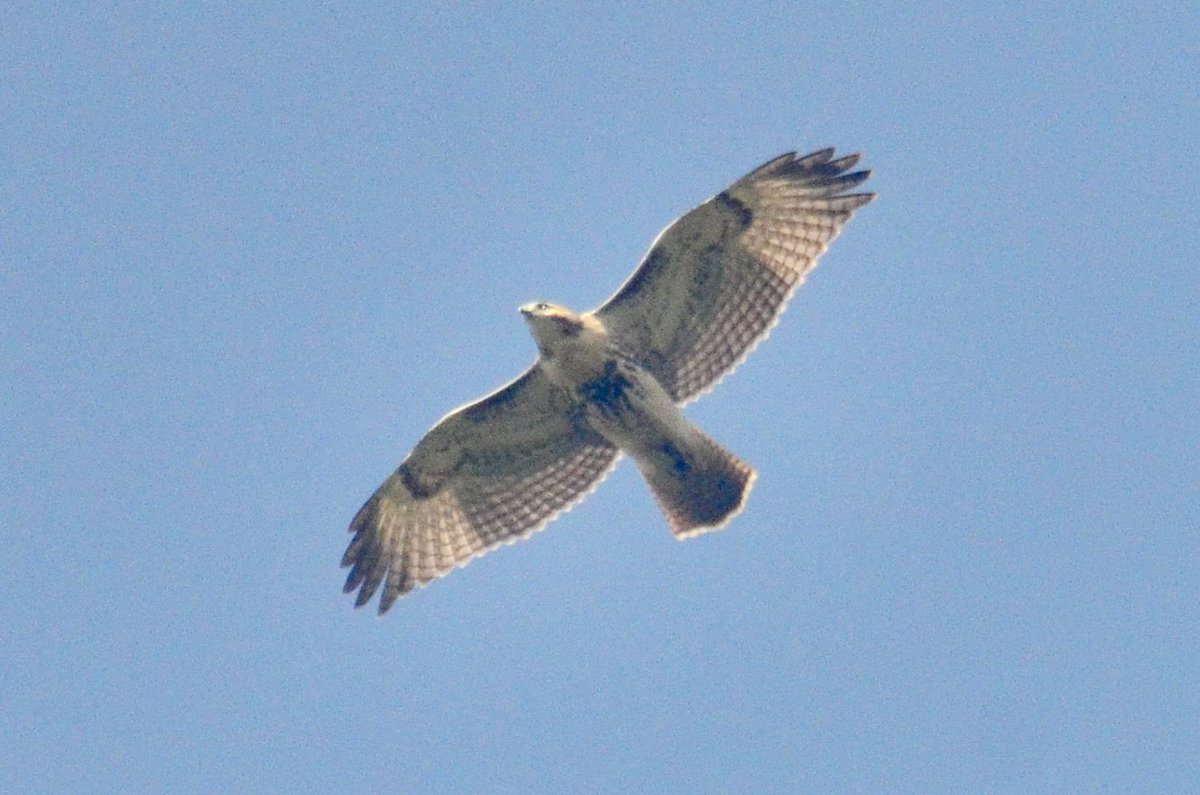 koolshark2's tweet photo. @LinnaeanNY #hawk watch: on Tuesday we saw #raptors on their #fallmigration journey including #baldeagle,#broadwingedhawk (those little specks of black in the sky), #sharpshinnedhawk, & even our resident #redtailedhawk. #birding #nyc #raptor #eagle #hawk https://t.co/jbqmkPd2DX
