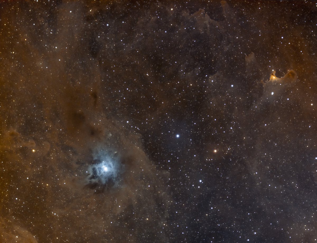 Astrodb3's tweet photo. Work in progress #iris #nebula and #ghost nebula 

@zwoasi 1600mm pro
@ExploreCS ed80
@Celestron AVX

From my #backyard bortle 6/7 

#lookup #astronomy #Astrophotography #nerdmachine #cosmos https://t.co/BtxNirwfVZ