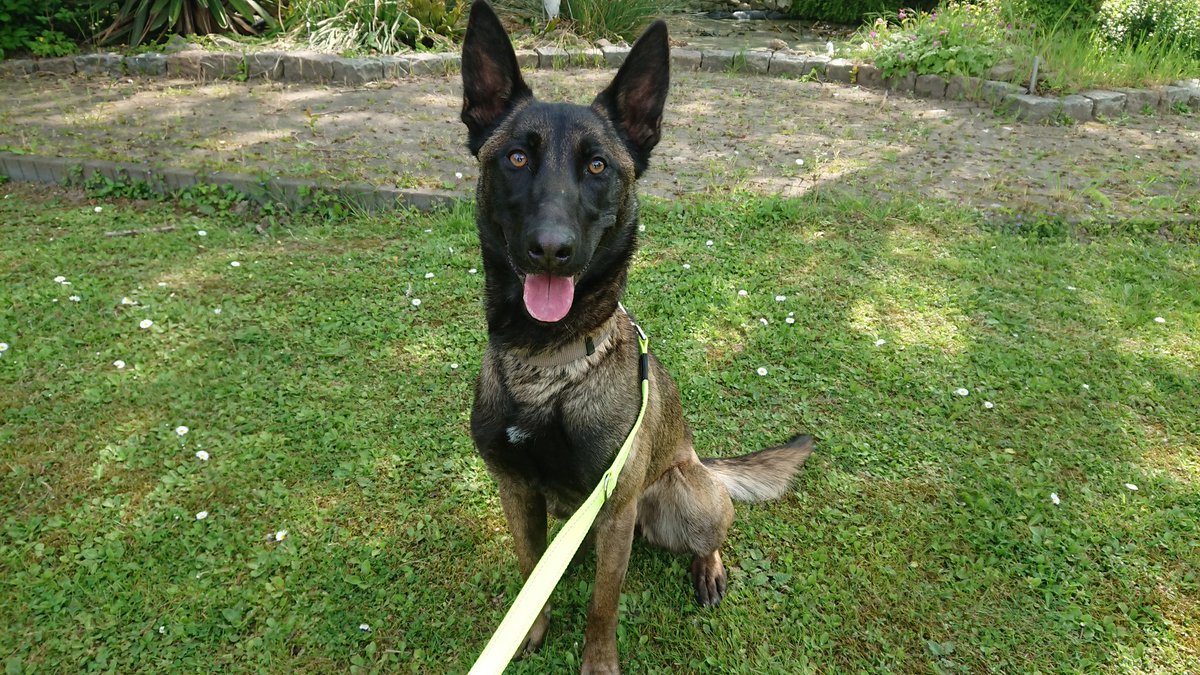 Dierenstee's tweet photo. Zondag 2 oktober organiseren we een sponsorwandeltocht voor hondenbaasjes! Meer info vind je op onze website https://t.co/cLxm1dLPAC https://t.co/MNuJAr2BmI