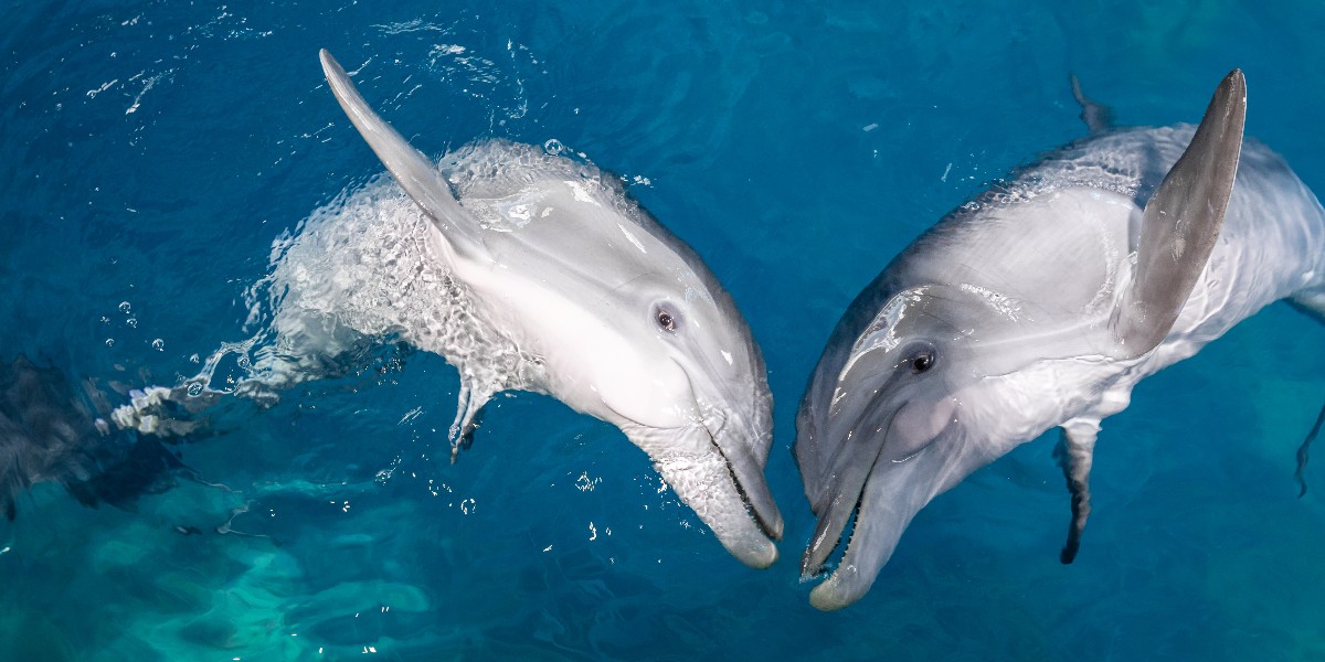 Tag the Hope to your Winter!