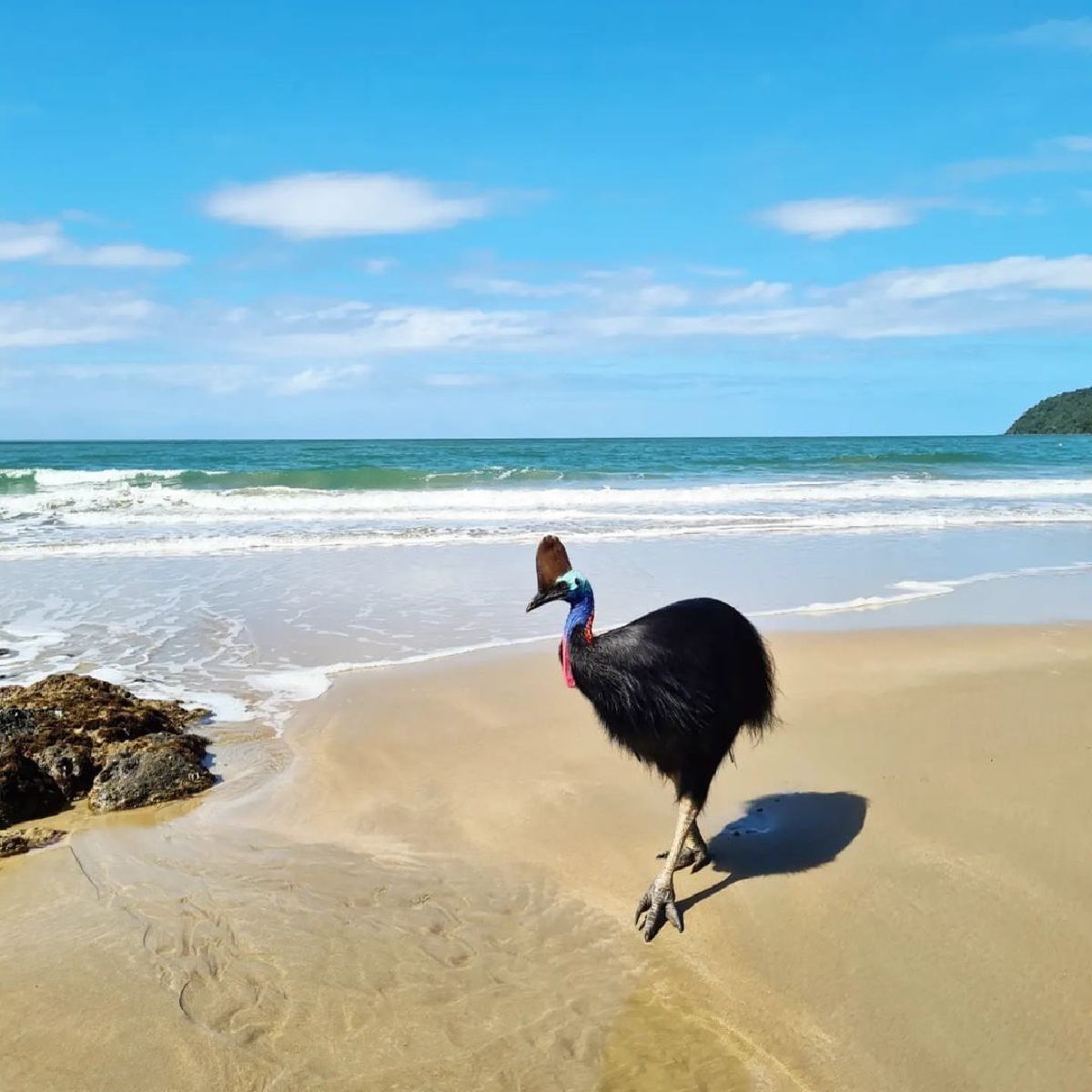 Australia's tweet photo. This week, a hot new bombshell enters the villa ๐
Kudos to IG/_rochelleryan_, who spotted this Southern Cassowary on a recent visit to @Queensland's #EttyBay on the #CassowaryCoast.
#seeaustralia https://t.co/QXJmmaLvAO