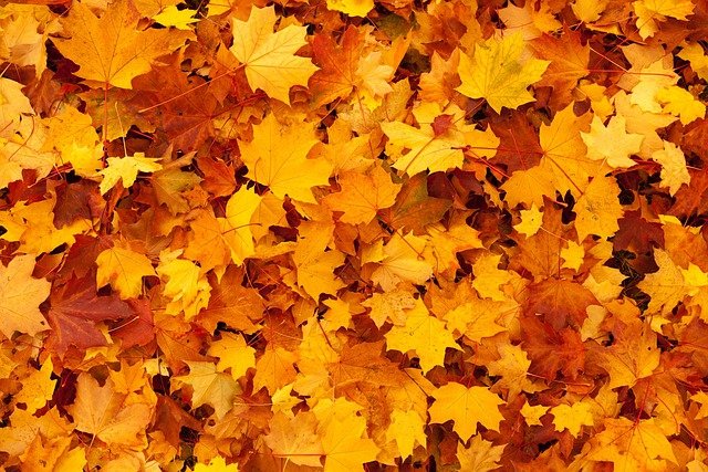PLBNissan's tweet photo. Today is the FIRST day of fall! Price LeBlanc Nissan is ready for pumpkins, crunchy leaves and great deals on new and pre-owned inventory! #FirstDayofFall #PriceLeBlancNissan 🎃 🚙 https://t.co/4SJUKelroU