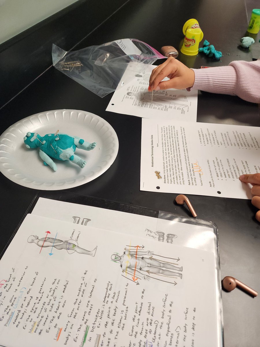 FortCalhounSci's tweet photo. Practicing our anatomical terminology today with student-made playdoh voodoo dolls.  #medialproximaldorsal #physiologyismagic https://t.co/rTLyugOfm1