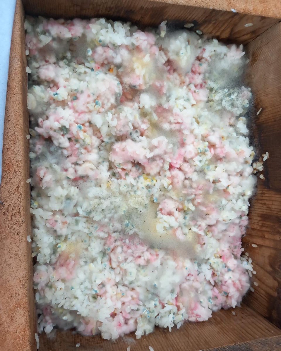 corkrooftopfarm's tweet photo. Second attempt at IMO1 (indigenous
microorganisms) Lots of fungal hyphae
on both trays of rice. This is as part of our journey to
use Natural Farming to improve our soil health. We used these to make our first batch of
IMO2
#indigenousmicroorganisms #soilhealth #naturalfarming https://t.co/uDm0qF3Teh