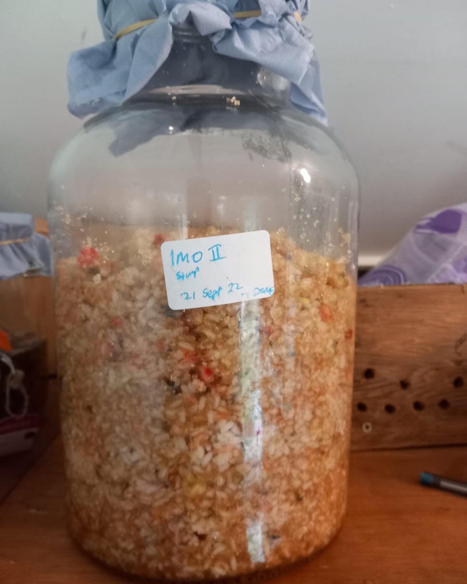 corkrooftopfarm's tweet photo. Second attempt at IMO1 (indigenous
microorganisms) Lots of fungal hyphae
on both trays of rice. This is as part of our journey to
use Natural Farming to improve our soil health. We used these to make our first batch of
IMO2
#indigenousmicroorganisms #soilhealth #naturalfarming https://t.co/uDm0qF3Teh