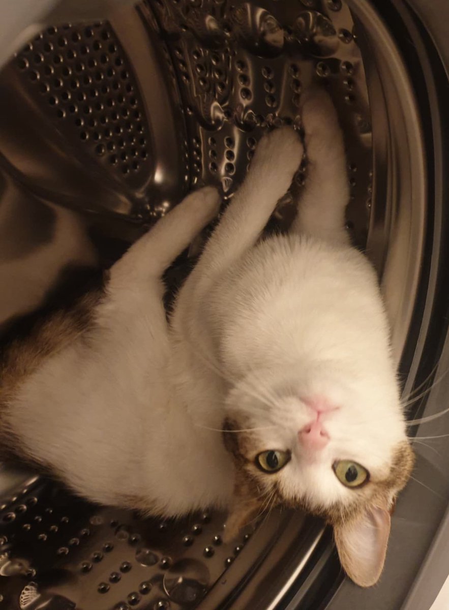 Lxssi's tweet photo. @Bjergsen Our cat is doing the same thing with our bedroom door. This is a picture of her upside down in a washing machine. https://t.co/IuSjjmemq2