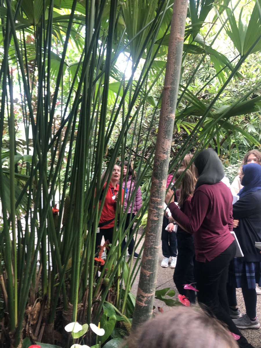 yycCCOM's tweet photo. How are we connected to plants? How are they a part of our everyday lives? @ZooSchoolyyc Ss explore the Conservatory asking ‘what is the impact of our actions? How are our actions connected to plants around the world?’ #yycCCOM #WeAreCBE https://t.co/5C6BoElmCH