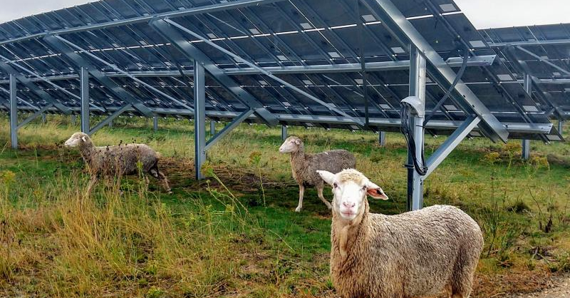 Farmland's tweet photo. We have released Smart Solar℠ principles for solar development. Projects that conform to AFT’s Smart Solar principles meet 3 goals:

✔️ to accelerate solar energy development
✔️ strengthen farm viability
✔️ safeguard land well-suited for farming and ranching

#solar #smartsolar