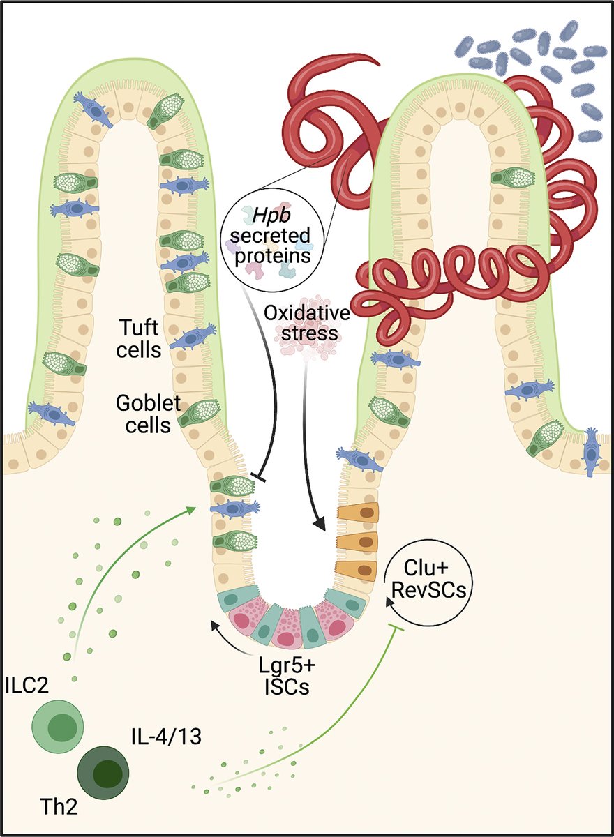 .<a href="/WORMoholic/">Danielle Karo-Atar 🎗️</a>, <a href="/King_Lab_McGill/">Irah King</a> et al. establish how a helminth parasite co-opts a tissue development program to expand fetal-like stem cells &amp; counter type 2 immune-mediated expulsion bit.ly/3bGMxvZ

From our #Cytokines collection: bit.ly/3LpiJkS 
#Cytokines2022