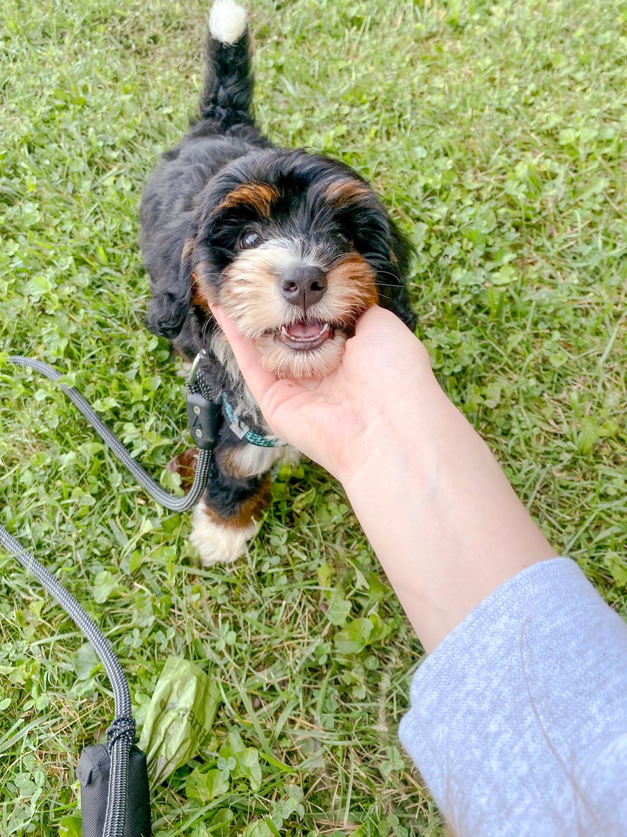 World, meet Birdie 🧡🐣💛