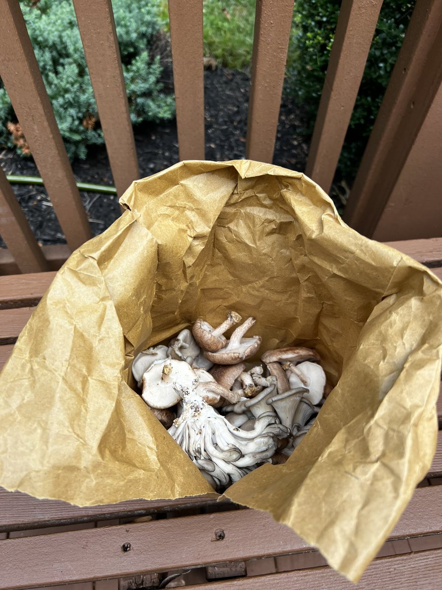 simplyr00ted's tweet photo. Vitamin D deficiency is an ignored epidemic, affecting more than 42% of the adult population in the United States. Tanning is one of the best ways to get vitamin D, but another great source is mushrooms. Here are the best ways to maximize vitamin D from fantastic fungi:
🧵 1/9 https://t.co/fO7rZkJJo1