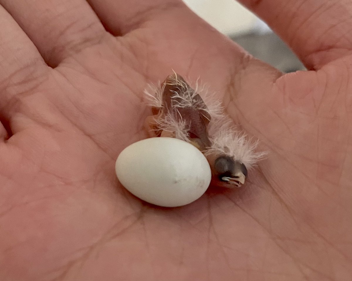 Chelsy Li tweet media