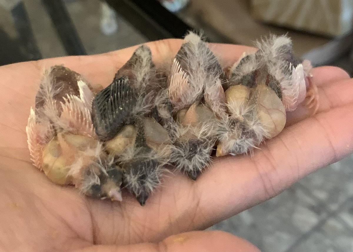 Chelsy Li tweet media