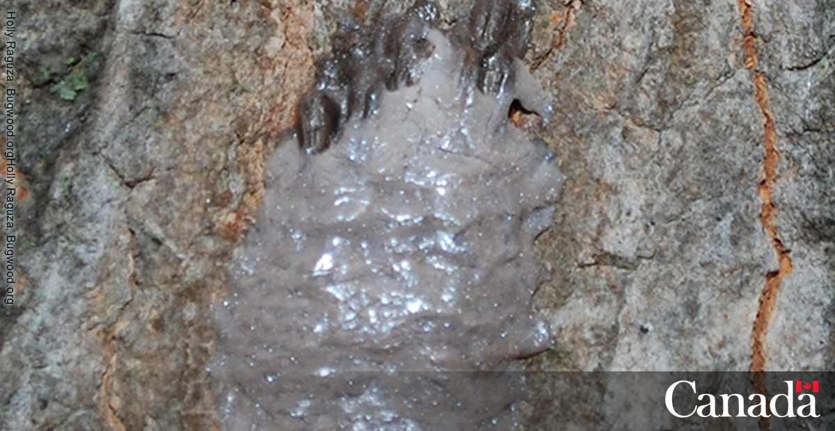 Canadian Food Inspection Agency tweet media