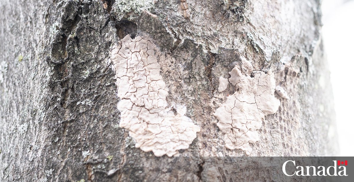 Canadian Food Inspection Agency tweet media