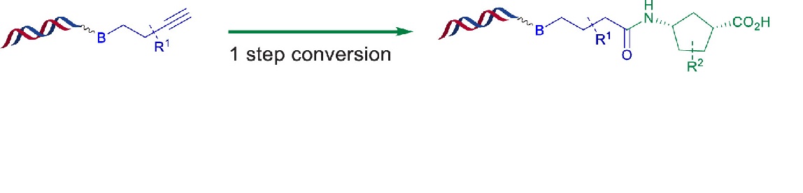 BioconjChem's tweet photo. Because #DNAencodedlibraries have excessive #amidecoupling but a challenging time performing the reverse #acylation reactions, Hu et al. @pharmaron report on a novel solution regarding modified Kinugasa reactions in the latest communication. https://t.co/fdtHOw38m1 https://t.co/77lZ8c9vSW
