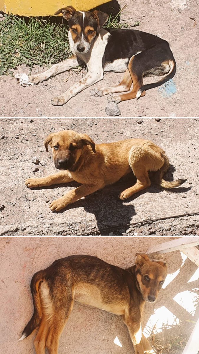 Urgeeee urge urge urgeeeeee encontrarles un hogar aunque sea temporal a por lo menos unx de estxs tres cachorros

Por favor ayúdenme a difundir 🆘 🚨 ⚠️