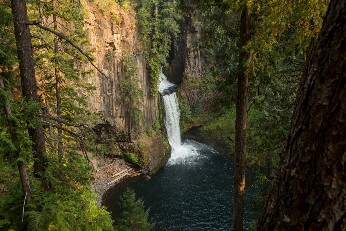 ForestServiceNW's tweet photo. As trees grow they absorb CO2 from the atmosphere & incorporate it into every part of the tree. In fact 50% of the carbon stored in forest systems is stored underground & most of that carbon storage continues even if the tree above burns in wildfires.
#NationalClimateWeek https://t.co/cKDJ4gfYkn
