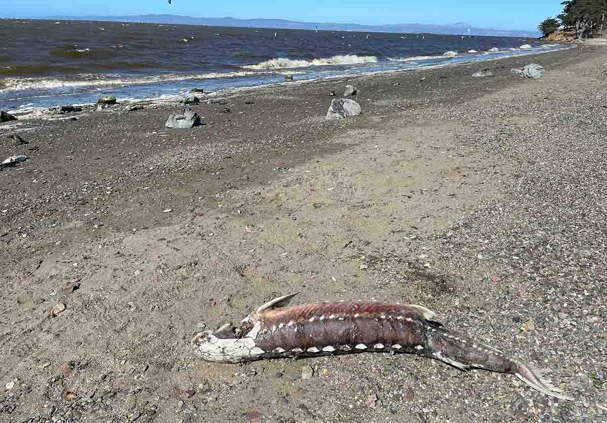 DanBacher's tweet image. Jon Rosenfield: "The highly degraded state of the Bay’s native anadromous species prior to the fish kill –a result of unsustainable water diversions - makes this tragedy more consequential &amp;amp; difficult to recover from." #cawater sacramento.newsreview.com/2022/09/21/red… via @SacNewsReview