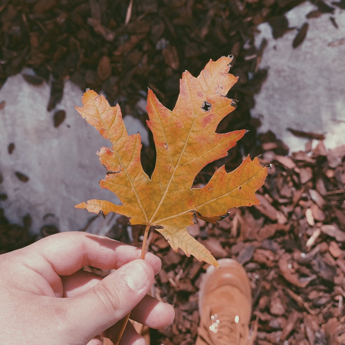 iris_cola's tweet image. My videogame “Oak Hill” has strong Autumn Vibes in it, and I think that my home - the Mountains - inspired me a lot in the process of imagining &amp;amp; creating the world of Oak Hill. Here’s some #AutumnVibes , welcome Autumn!🍂🪵✨🎃 #gamedev #gamedeveloper #game